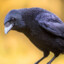 crow