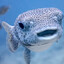 I'am Fish