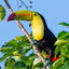 Tucan