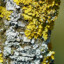 Lichen