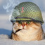 Cat in Helmet