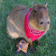 Capybara20.07
