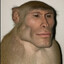 Sigmagnus