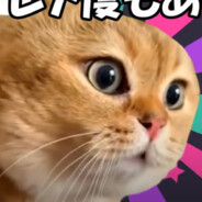 nekokinryoku