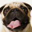 :Þ BritneyThePug