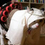 ♥Meowhamid♥