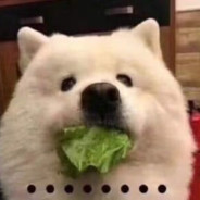 MEIZ1