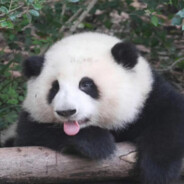 第一百个四级包