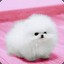 ✪ FLuF