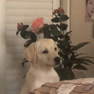 南岭关公闭眼蛮