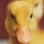 Ducky
