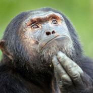 МАМА СТИФЛЕРА