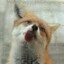 ♥Just_a_fox♥