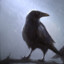 Forlorn Crow