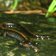 Salamandra