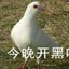 白给吗咕？