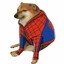 Spider cheems