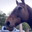 Goo Horse