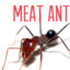 Meat Ant