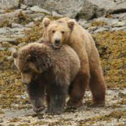 Bear - steam id 76561199143316150