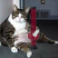 Stoned cat for democracy