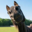 Neigher