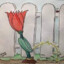 Prunztulpe