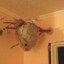 Indoor hornet keeper