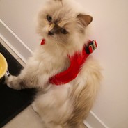 QLiMAX | Cat on Desk