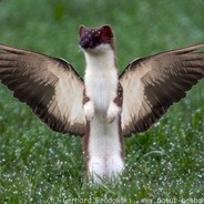 Salzfliesel avatar
