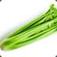 Celery_Stix