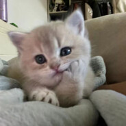 不要打扰我睡觉…