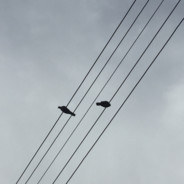 EVDE 2 AFRİKANA İÇTİM ONU