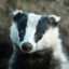 badger