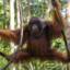 Orangutan