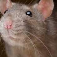Rats