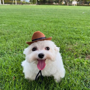 пернул с мясом