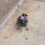 Pigeon Gaming