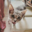 Miau