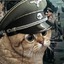 Führer Katze