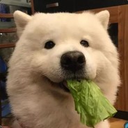 原谅我的神经枪