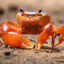 Crab