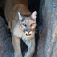 Manchas [MR Patrick]