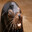 Sea Lion