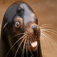 Sea Lion