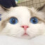 CYTTT