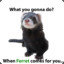 FerretM