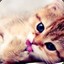 Chaton