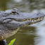 GATORRRR!!!!