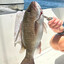 Biggest Mangrove Snapper